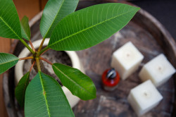 The Green Tent - Matakana Accommodation - Interior Decor